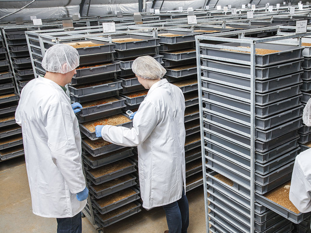 mealworm breeding trays mealworm breeding trays