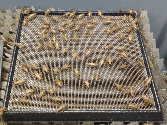 how to start a cricket farm how to start a cricket farm